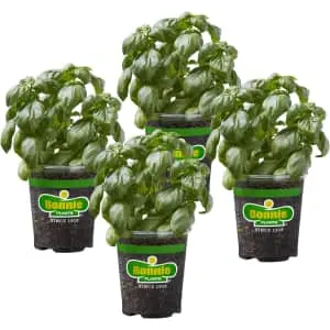 Bonnie Plants Deals at Amazon