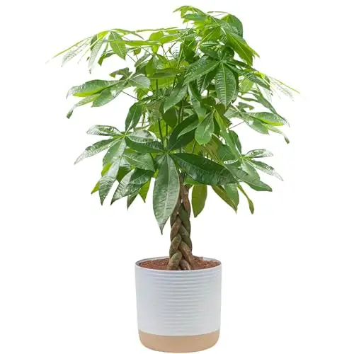 Costa Farms 发财树