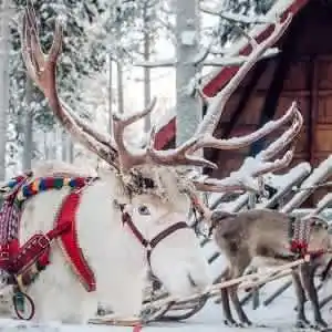 5-Night Finland Polar Escape Hotel and Tour Vacation