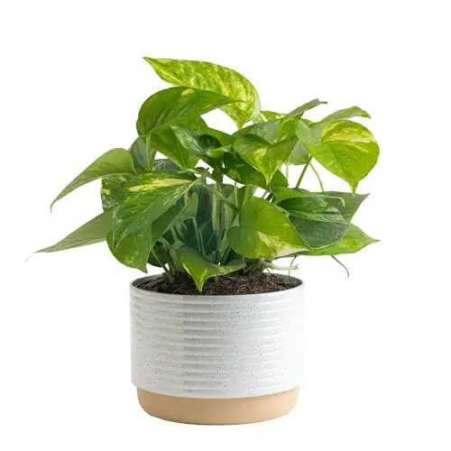 Costa Farms Golden Pothos Live Plant,易于护理,现代装饰花盆,盆栽土壤,天然空气净化器室内植物,乔迁礼品,家居装饰,房间装饰,10 英寸高