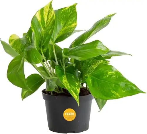 Costa Farms 黄金葛盆栽