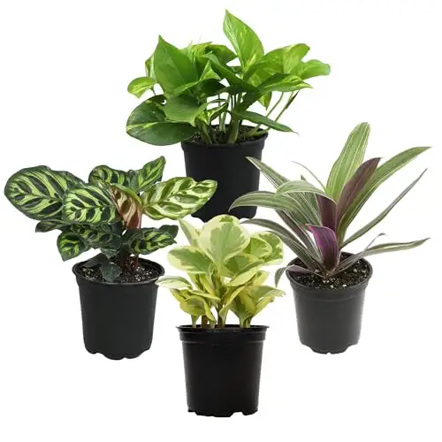 室内绿植四件套