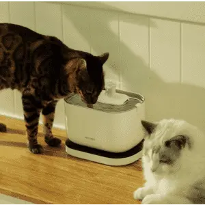 Petlibro Dockstream Cordless Fountain