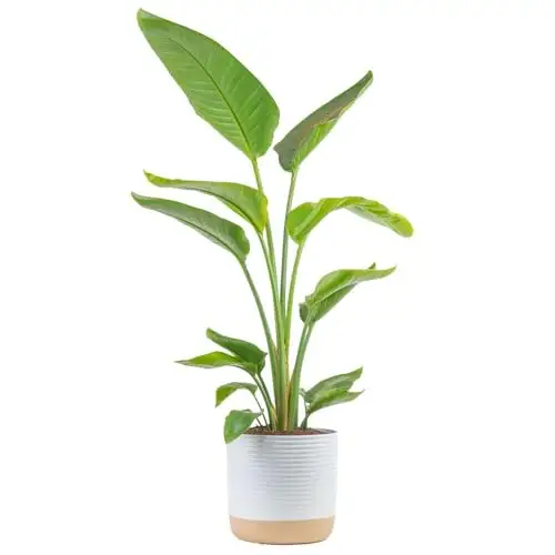 热带植物 白色天堂鸟室内盆栽