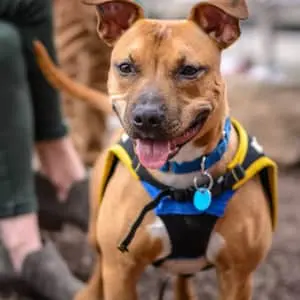Dog Training Essentials Course