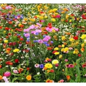 400 Seeds of Perennial Wildflower Mix