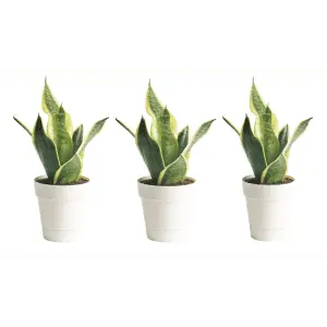 Costa Farms Exotic Angel Foliage House Plant in 10-oz. Pot 3-Pack