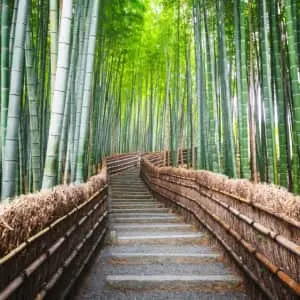 9-Night Japan Flight, Hotel, Bullet Train, and Tour Vacation