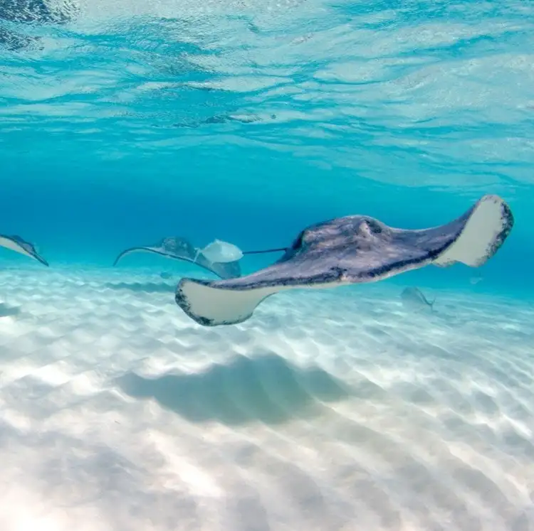 Princess 12-Night Caribbean & Panama Canal Cruise