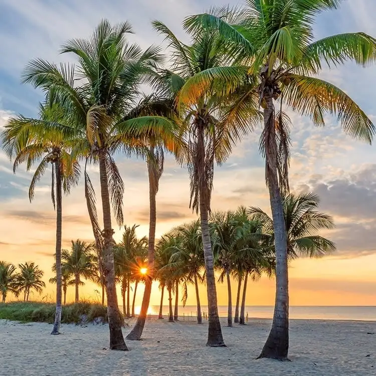 Bahamas Cruises at CruiseDirect