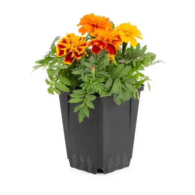 Lowe's Multicolor French Marigold in 1-Pint Pot