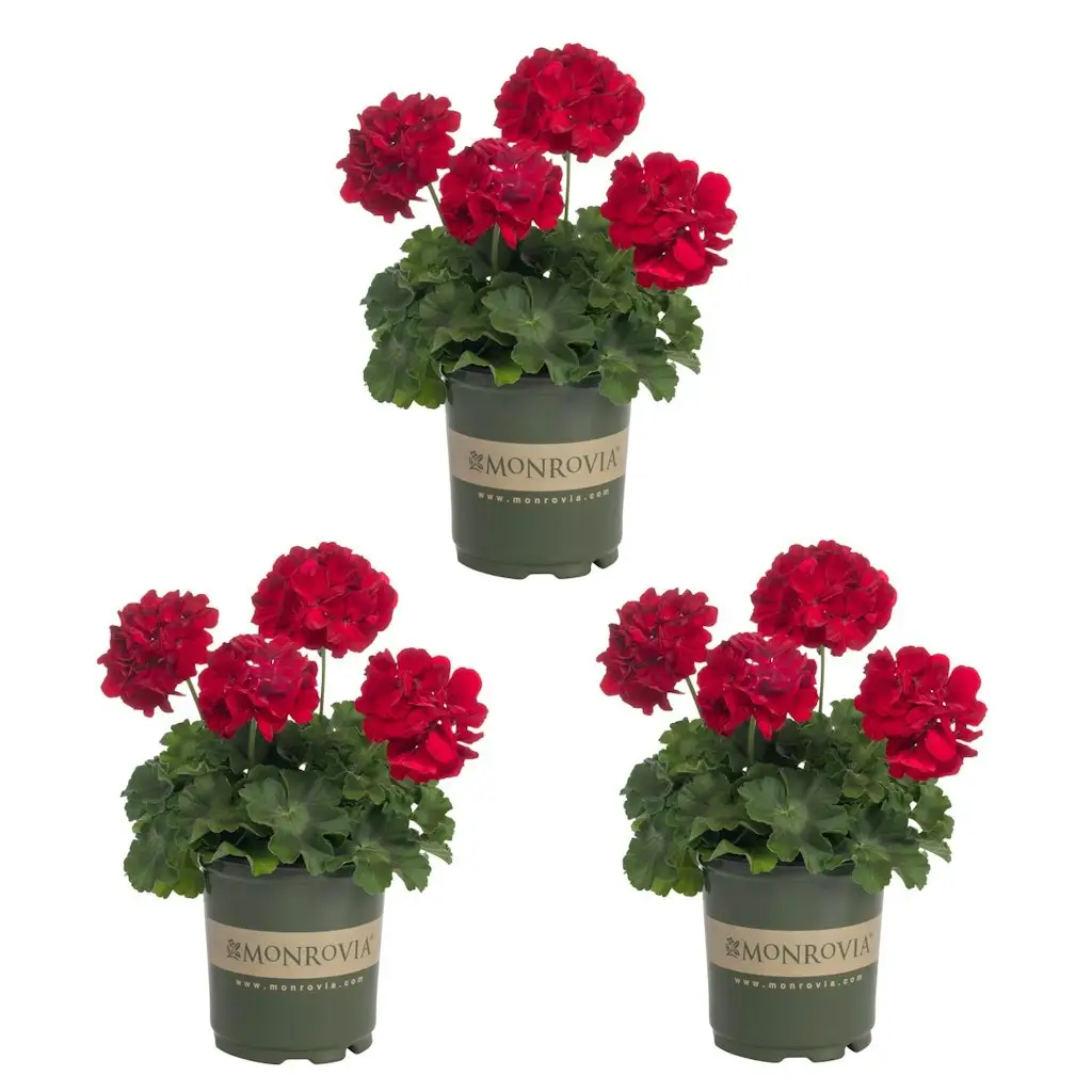 Metrolina Greenhouses Red Geranium in 2-Quart Pot 3-Pack