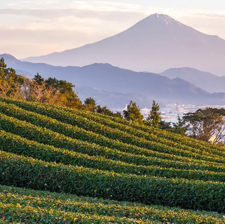 Princess 10-Night Japan Explorer Cruise