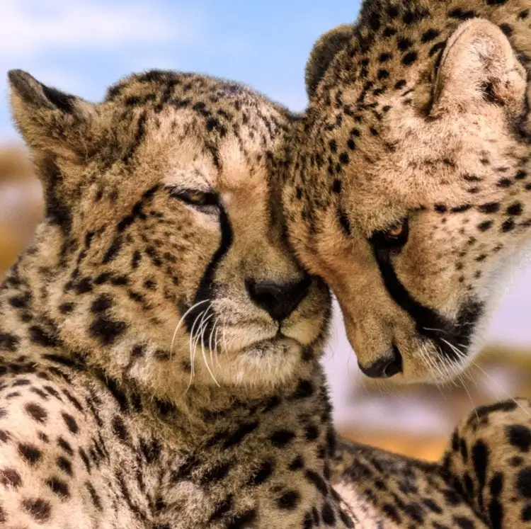 8-Night Tanzania Flight and Safari Vacation