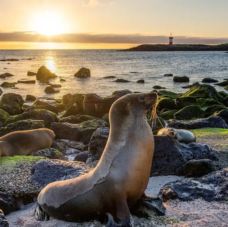 7-Night Ecuador and Galapagos Flight, Hotel, and Tour Vacation
