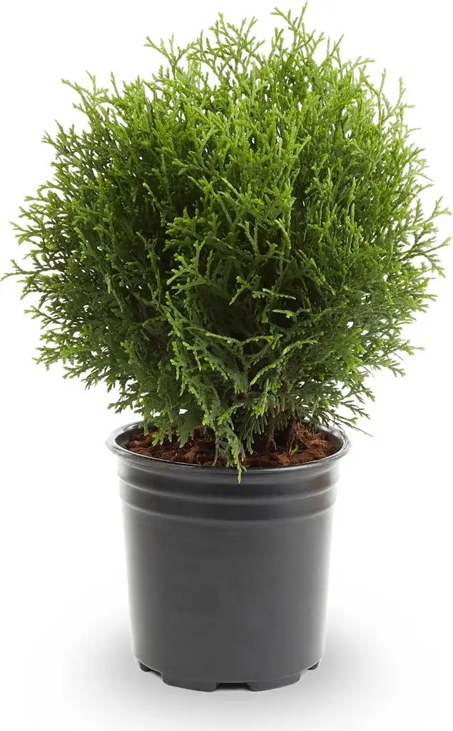 Lowe's Little Giant Arborvitae Accent Shrub w/ 2.5-Qt. Pot