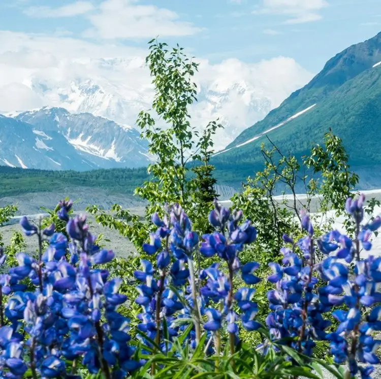 Oceania 11-Night Alaska Cruise