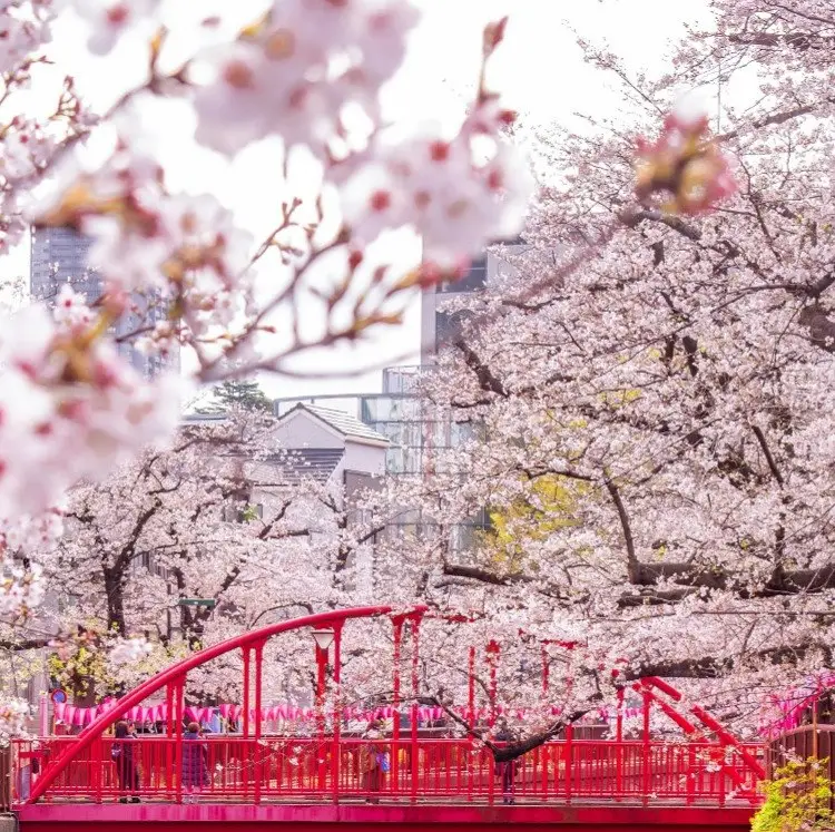 Princess 10-Night Japan Explorer Cherry Blossoms Cruise