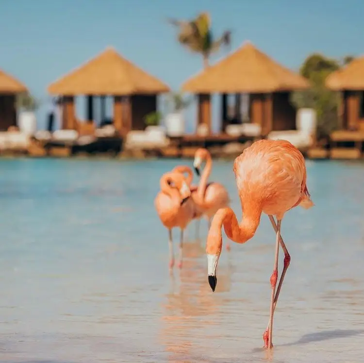 4-Night Aruba All-Inclusive Flight and Resort Vacation