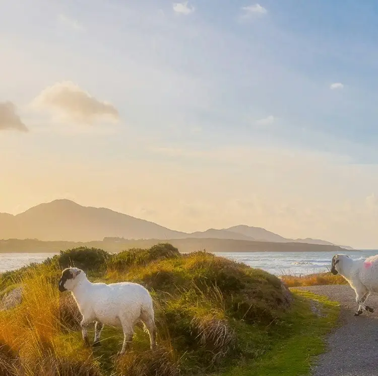 6-Night Ireland Flight, Hotel, Rail, and Tour Vacation