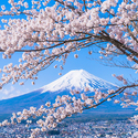 Cherry Blossom Dealta