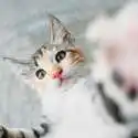 Petco 精选逗猫棒促销热卖 