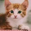 Petco 精选猫砂盘促销热卖 
