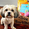 Barkbox 狗狗神秘订阅礼盒 为你家汪汪准备的专属礼物盒 