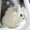 Petco 精选猫砂促销热卖 