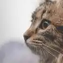 PetCareSupplies 猫咪驱虫药促销热卖 