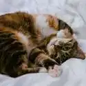 Petco 精选猫咪舒适小屋促销 