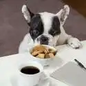 Petco 精选宠物食品储存盒等促销热卖 