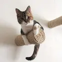Petco 墙壁猫窝、猫爬架、猫跳板等热卖 