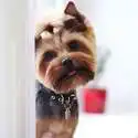 PetCareSupplies 狗狗驱虫项圈促销热卖 