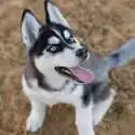 PetCareSupplies 宠物牙齿清洁用品促销热卖 