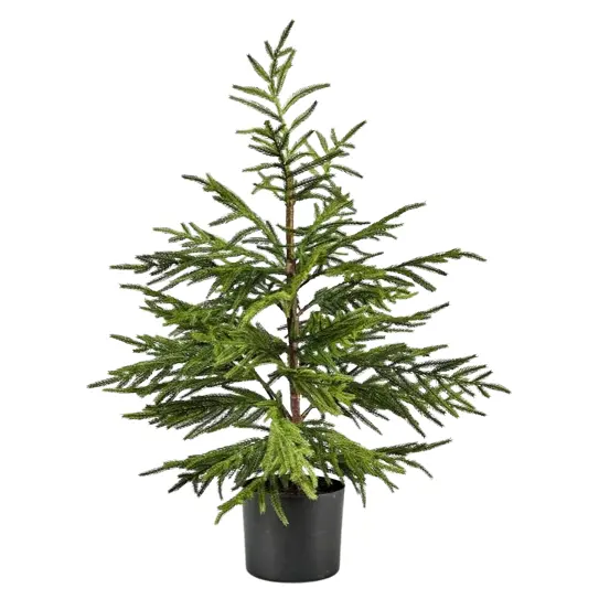 Afloral: Norfolk Pine Save 25% OFF