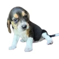 Pawrade: Beagle Puppies as Low as $1980