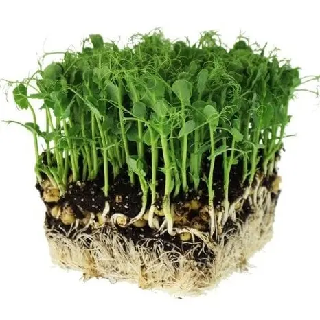 True Leaf Market: Best Selling Microgreens Seeds Starting from $2.49