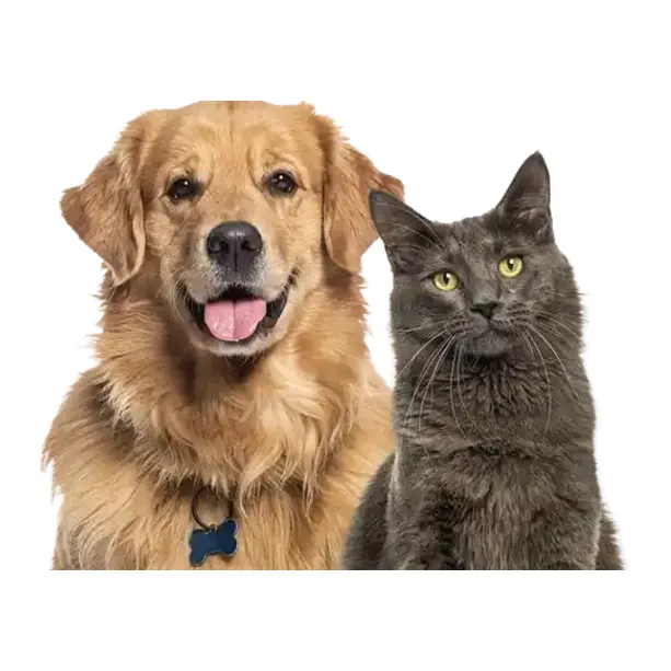 Spot Pet Insurance: Get Up to 90% OFF on Eligible Vet Bills