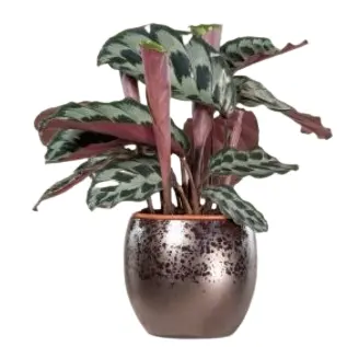 The Palm Centre Ambassadors: Calathea from £17.95