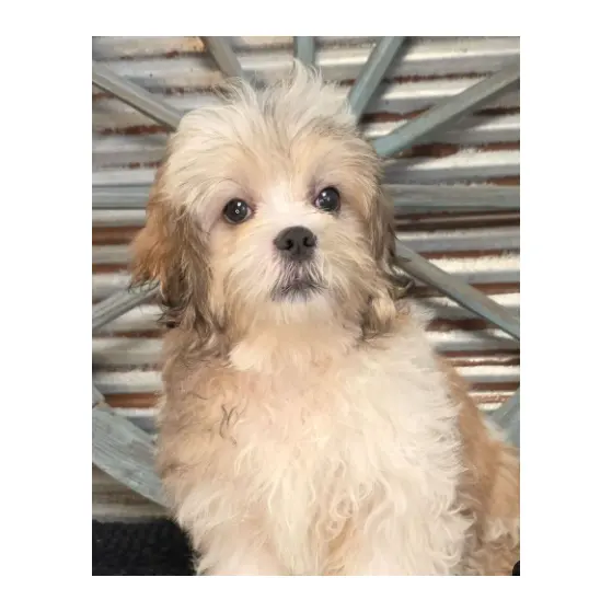 黄棕色毛发的雄性马尔济斯犬仅售$1640