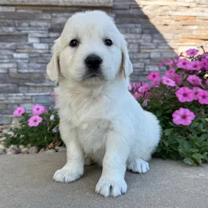 PuppySpot：金毛幼犬低至$2399起
