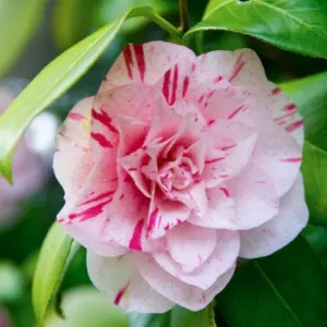 Botanical Interests: Shop Live Plants as low as $19.95