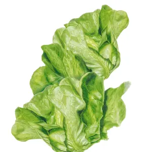 Botanical Interests：全场订单满$50免费获赠礼品