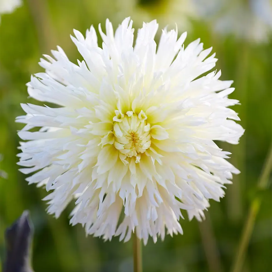 Crocus: Save 20% OFF on Selected Dahlias