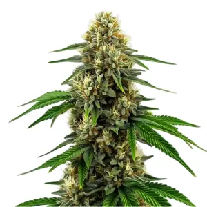 Blimburn Seeds：注册用户下单立享9折
