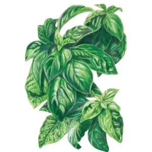 Botanical Interests: Save 10% OFF Any Order