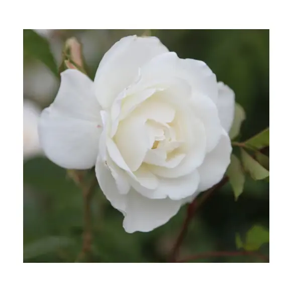 Crocus: Sale Items Up to 60% OFF