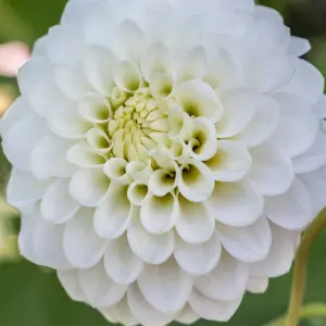 Crocus: Up to 60% OFF Summer Bulbs