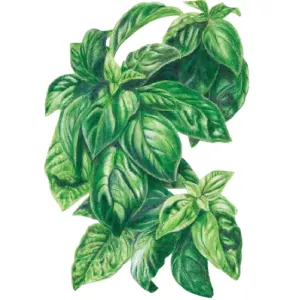 Botanical Interests：全场订单满$75赠送$15礼品